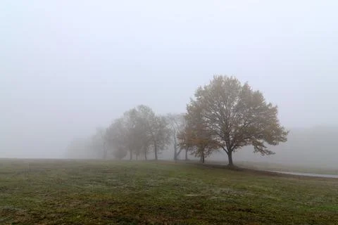 Trees in the fog Stock Photos