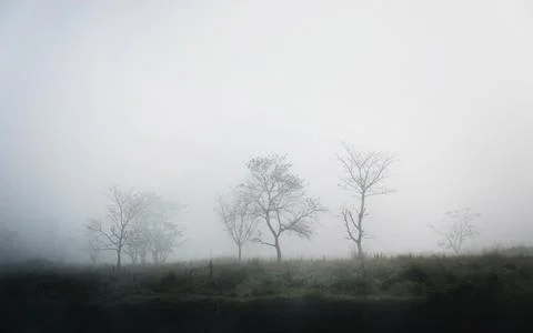 Trees in the fog Stock Photos