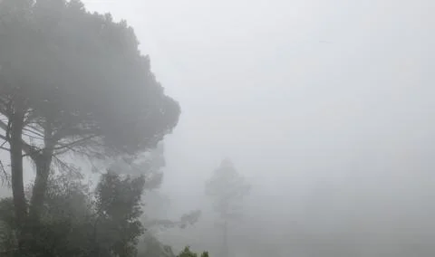 Trees in the fog Stock Photos