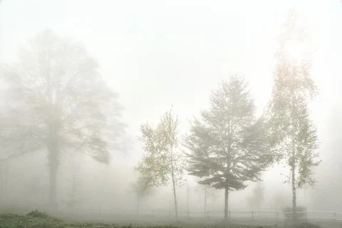 Trees in the fog. Stock Photos