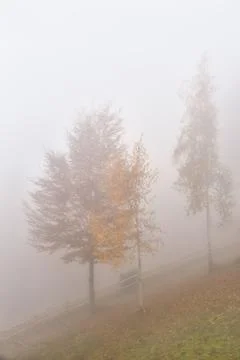 Trees in the fog. Stock Photos