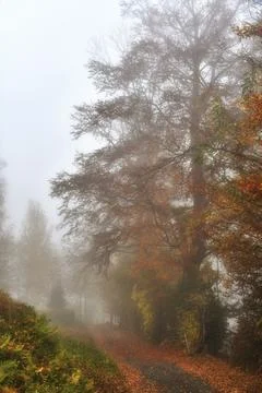 Trees in the fog. Stock Photos
