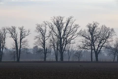 Trees in the fog, spring trees Stock Photos