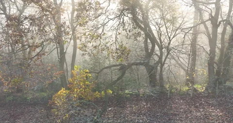 Trees in a foggy forest Video stock 224982033