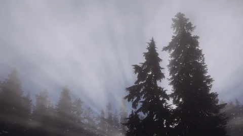 Trees with foggy sun rays in background Video stock 120056762