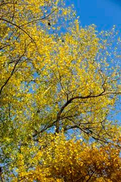 Trees with foliage during leaf fall Foto stock