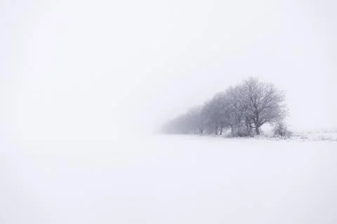 Trees in foogy winter Stock Photos