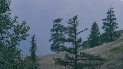 Trees at the foot of the mountain Stock Footage 171732311