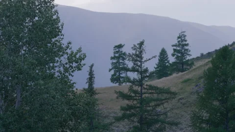Trees at the foot of the mountain Stock Footage 171732580