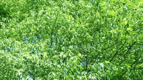 Trees Video stock 478233