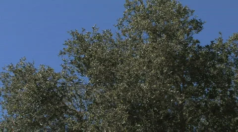 Trees Video stock 611574