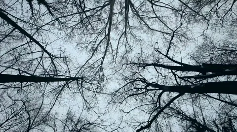 Trees Stock Footage 784074