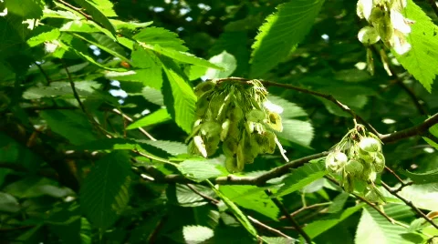 Trees Stock Footage 818864