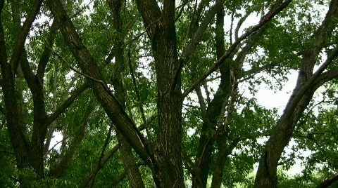 Trees Stock Footage 830010