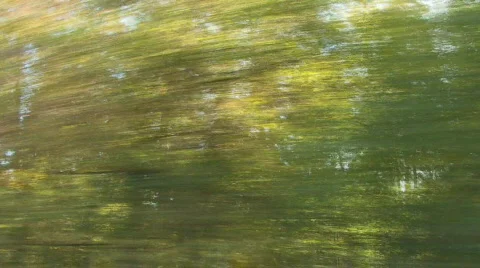 Trees Stock Footage 863889