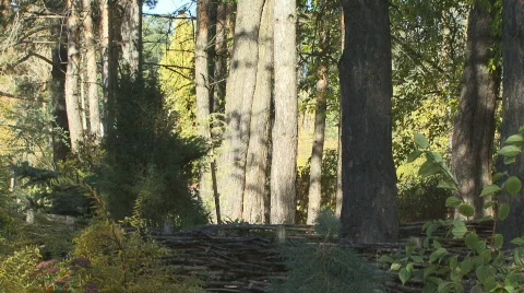 Trees Video stock 863921