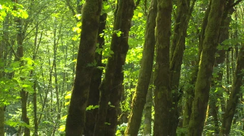 Trees Video stock 934526