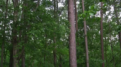 Trees Video stock 4700060