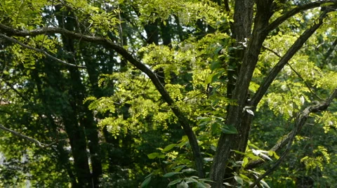 Trees 스톡 동영상 5298052