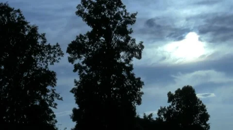 Trees Vídeo Stock 7133637