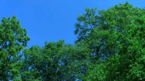 Trees Stock-Footage 7755154