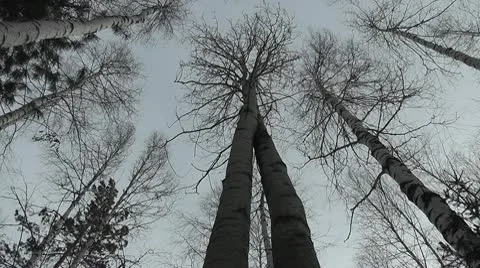 Trees Stock Footage 8992191