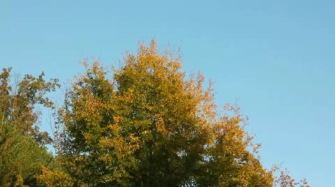 Trees Stock Footage 10900172