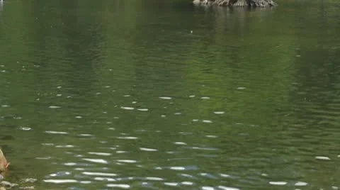 Trees  Stock-Footage 11183060