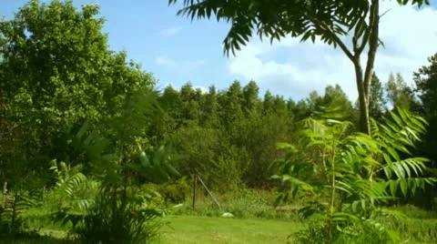 Trees Video stock 11700291