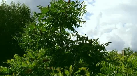 Trees Video stock 11754880