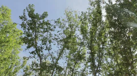 Trees Stock Footage 12134854