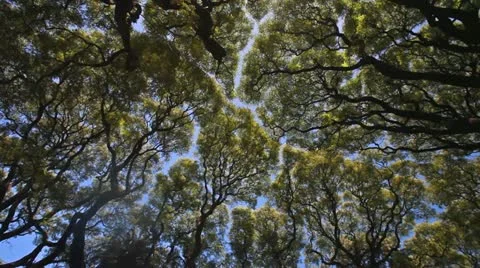 Trees Stock-Footage 12756393