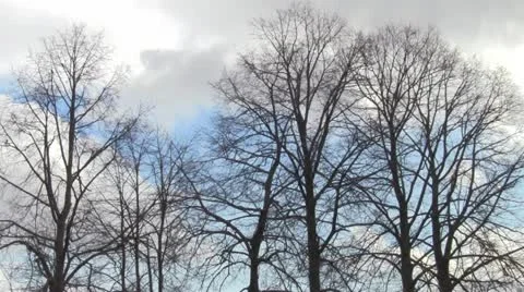 Trees Stock Footage 20479804