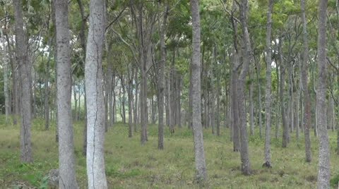 Trees Stock-Footage 23578379