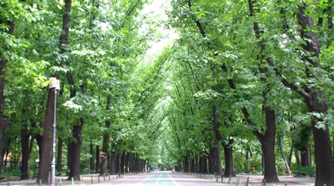 Trees Stock Footage 25042678