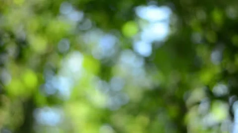 Trees Video stock 25683027