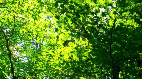 Trees Video stock 25683040