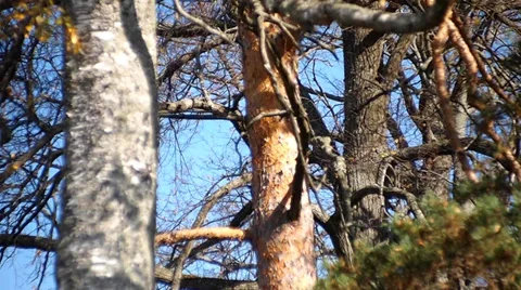 Trees Vídeo Stock 30280816