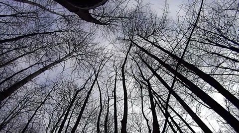 Trees Stock Footage 32652336