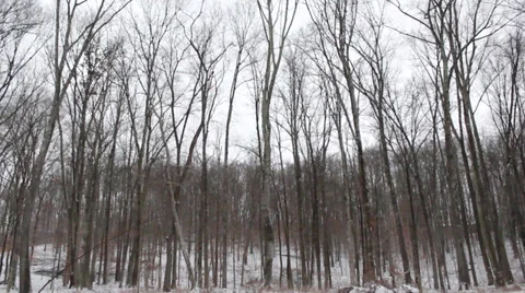 Trees Video stock 34368242