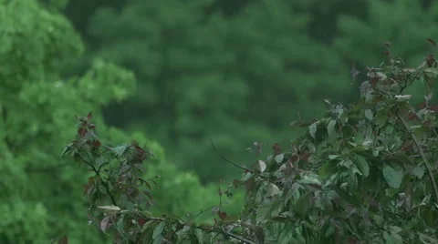 Trees Видео 50939350