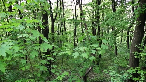 Trees Stock-Footage 75185501