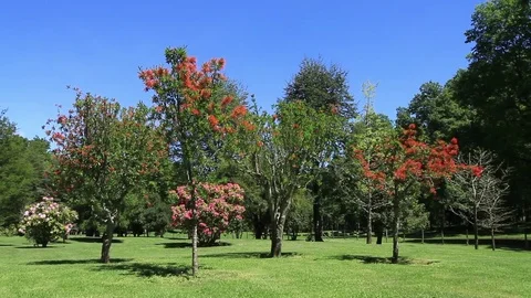 Trees Stock Footage 77045952