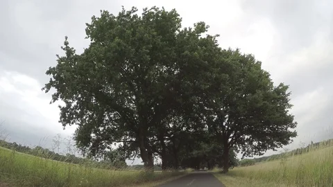 Trees Stock Footage 77464581
