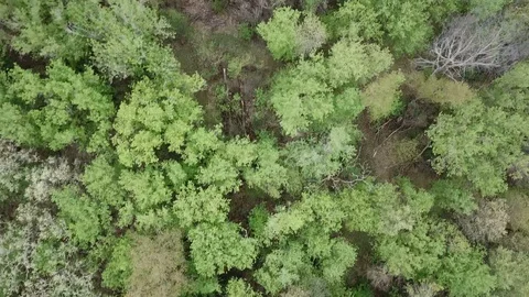 Trees Stock Footage 90737008