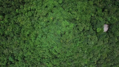 Trees Stock Footage 91251687