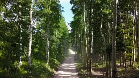 Trees up Stock Footage 91519411