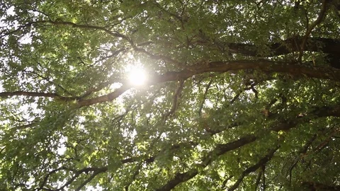 Trees Video stock 93866497