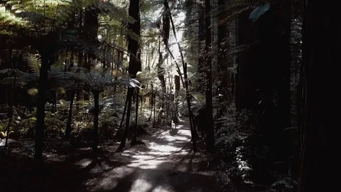 Up in the trees Stock Footage 94585140