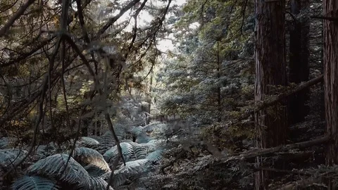 Up in the trees Stock Footage 94593383